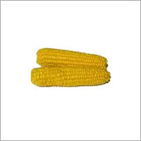 Organic Maize