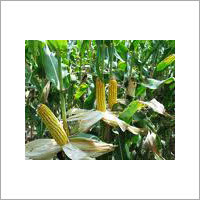 Maize Crop