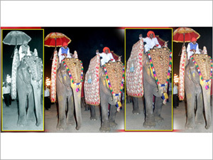 Wedding Elephants on Lease