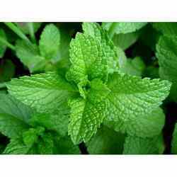 mint-leaves