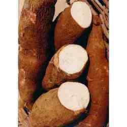 Tapioca Starch