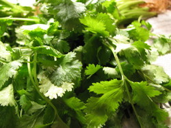 Coriander