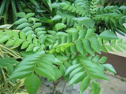 Curry Leaves