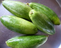 Little Gourd