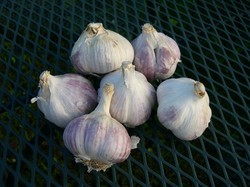 Garlic