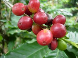 Arabica Coffee Seeds