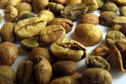 Robusta