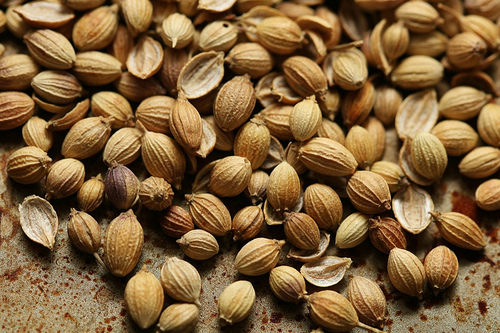 Coriander