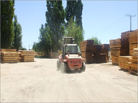 Timber Wood