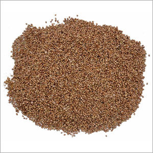 Corriander Seed