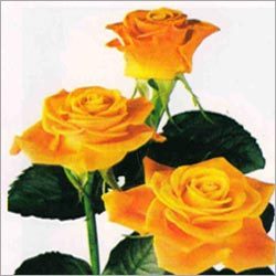Rosa (Rose) - Stem Length 50-60cm, Yellow, Red, Pink, White | Hybrid Tea, Greenhouse Cultivated, Vibrant Colors, Fresh Fragrance