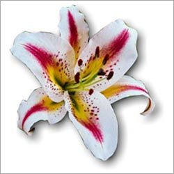 Oriental Iilium - Stem Length 60-65 cm, White | Two Open Flowers, Two Buds, Light Fragrance
