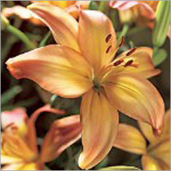 Asiatic Lilium - 60-65 cm Stem, Orange Color | Two Open Flowers, Two Buds, Long Stems, Vibrant Blooms