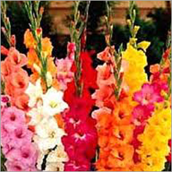 Gladiolus Cardinalis - Stem Length 80-90 cm, Multicolored | Vibrant Colors, 17-20 Floret Pairs, Seasonal Bloom