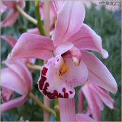Cymbedium Orchid - Stem Length 60-65 cm, Pink | Blooming Dec-Feb, Elegant Long Lasting Fragrant Blooms