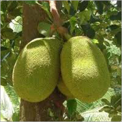 कटहल
