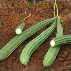 Ridge Gourd - Dark Green with White Pulp, Ridged Texture | Fresh, Nutritious, Versatile, Healthy, Delicious, Sustainable