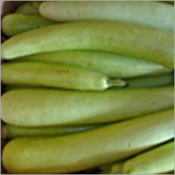 Gourd - 30-60cm, Light Green | Diuretic, Low Calorie, Soft Flesh, Smooth Skin, Versatile
