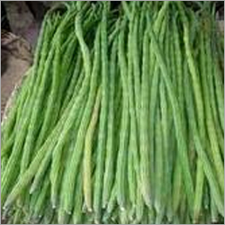 Drumstick - Green Tender Pods, March to May Season | Antibacterial, Nutrient Rich, Mild Flavor, Easy to Cook
