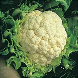 Cauliflower - White, Medium Head, 1-2 lbs | High Yield, Disease Resistant, Nutrient Rich, Great Taste