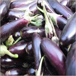 Brinjal - Purple, November-March | High Fiber, Rich Potassium, Low Calorie, Unique Taste