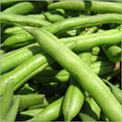 Beans - Common Variety, Green, 5-15cm | Low Fat, High Protein, Rich Fiber, Nutrient Rich, Dried Beans