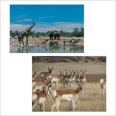 Wildlife Tourism