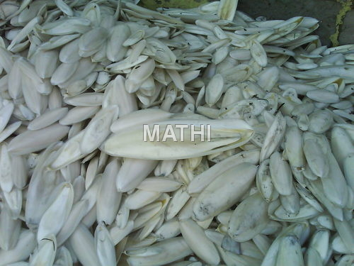 Cuttlefish Bone