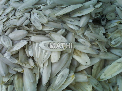 Cuttlefish Bone