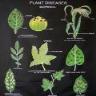 Botany (Biology) Charts