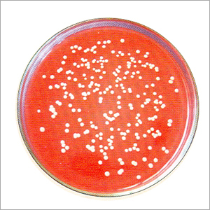 Macconkey Agar