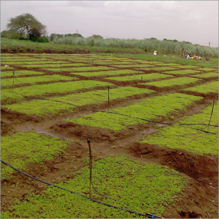 Stevia Plant Nursery