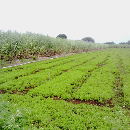 Stevia Plant