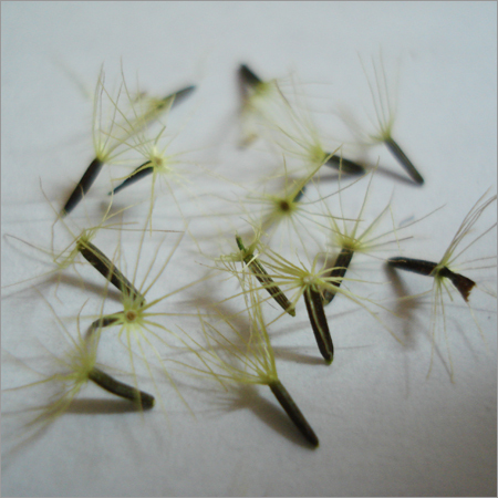 Pure Black Stevia Seed