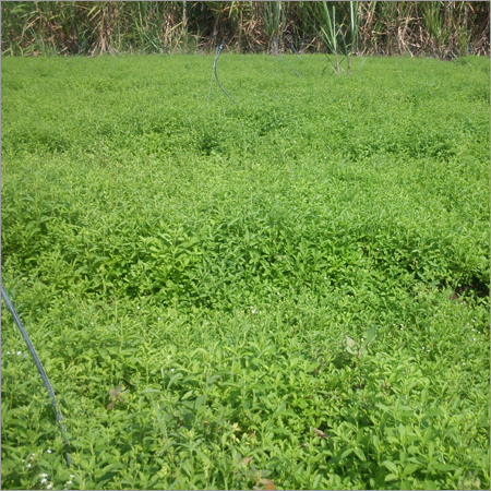 Stevia Herbal Plant