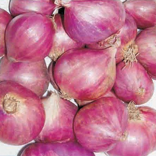Onion