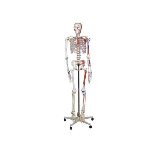 HUMAN SKELETON MODEL WITH STAND