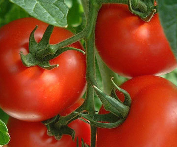 Tomatto