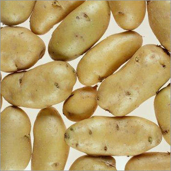 Potato
