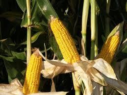 Maize