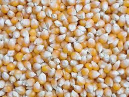 Maize (Karnataka Variety)