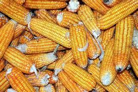 Whole Maize