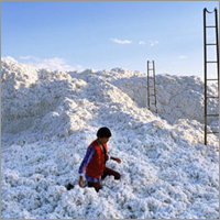 Raw Cotton