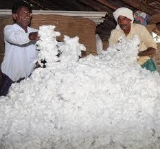Raw Cotton & Cotton Waste
