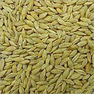 Feed Barley