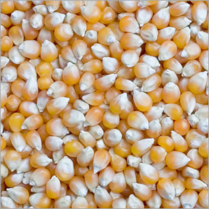 Maize