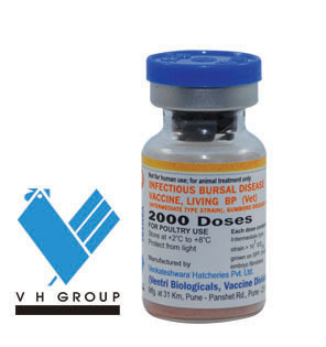 Infectious Bursal Disease Vaccine Living, Intermediate Standard Strain, BP (Vet)