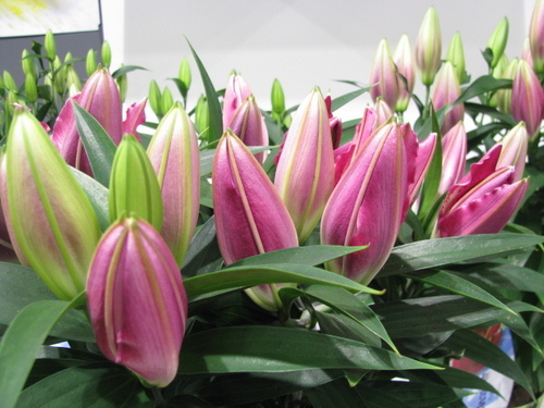 Lilium