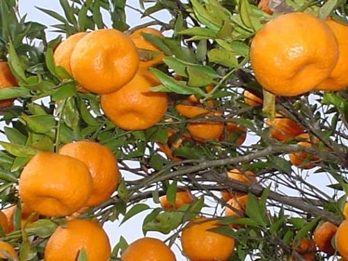 Oranges