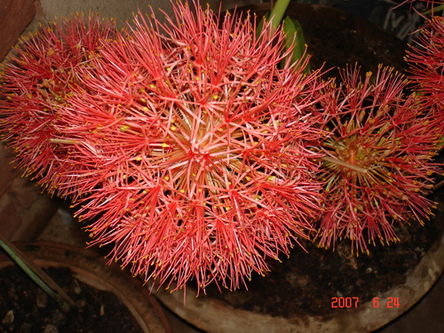 Fcadoxus (Football Lilly)